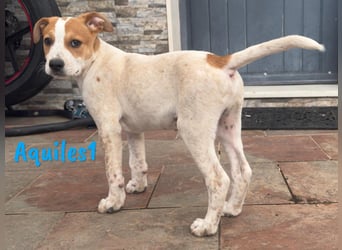 Aquiles1 01/2025 (ESP) - verspielter, aufgeschlossener Bodeguero-Mix Welpe!