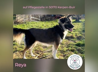 Reya: Wunderschön und voller Energie (auf Pflegestelle in 50170 Kerpen-Buir)