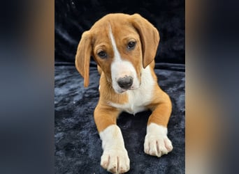Vincent – Ein kleiner Charmeur mit großer Abenteuerlust sucht sein Zuhause
