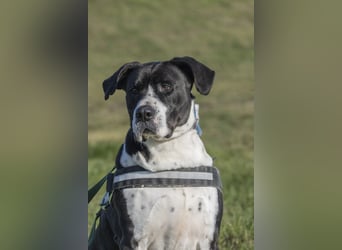 Mozes-SI– Spezieller Hund sucht spezielle Menschen!