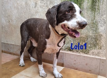 Lolo1 02/2019 (ESP) - freundliche, sozialer und sportlicher Spanischer Wasserhund!