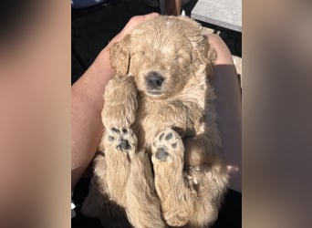 Goldendoodle mini Medium Doodle Abgabe an Pfingsten