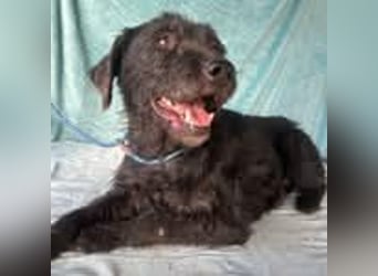 Peggy, Schnauzer-Mix, Hündin, geb. 04.12.2016, ca. 45 cm, ca. 20 kg