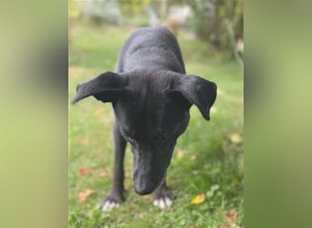 Liebenswerter Bean sucht seine Menschen