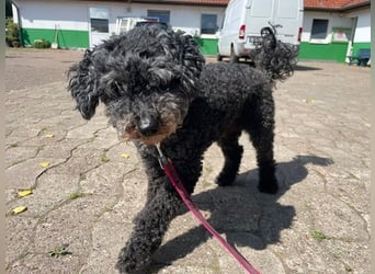 Nini, Zwergpudel, geb 2017, Kuschelkönig sucht Zuhause