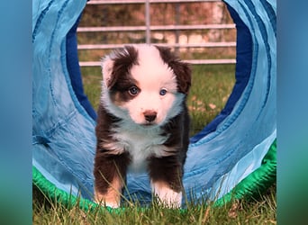 Mini American Shepherd / Mini Aussie