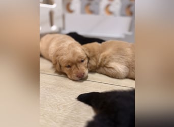 Labrador Welpen mit Ahnentafel