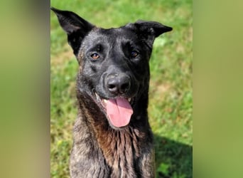 X-Herder Rüde Mac sucht neues Zuhause