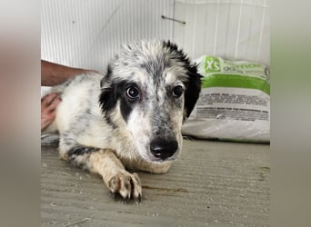 Mila: überfordert im Tierheim