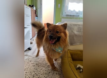 Poldi SR - Sanfter Kuschelfreund sucht ruhiges Zuhause