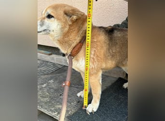 Rina, geb. 25.06.2016, 36 cm, wünscht sich eine Familie (ab dem 18.5. in Nordwalde auf Pflegestelle)