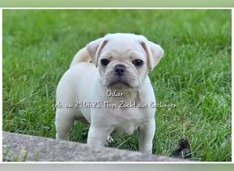 Mops Welpen