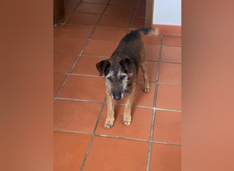 Dax vom Kaiserpark – fröhlicher Westfalenterrier-Senior sucht liebevolles Zuhause