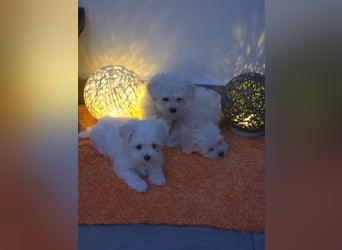 Reinrassige MALTESER Welpen suchen nach ein neues liebevolles Zuhause!