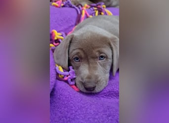 Labrador Aussiedor Welpen  in silber und silber merle aus liebevoller Zucht
