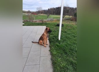 Schäferhund-Rodesien Ridgeback Michling  8 Monate