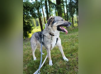 Angsthase Roxy sucht ein neues Zuhause
