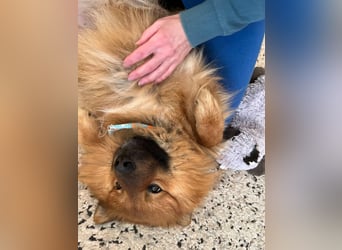 Poldi SR - Sanfter Kuschelfreund sucht ruhiges Zuhause