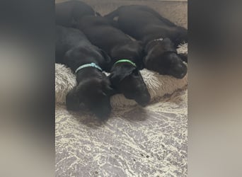 8 Labrador Retriever Rhodesian Ridgeback Welpen in Sonderfarbe seal