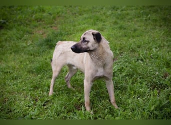 Vito: Junghund sucht ein Zuhause