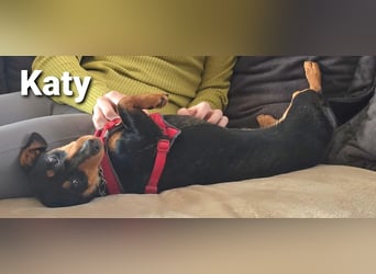 Katy kleines zauberhaftes Dackel Mädchen