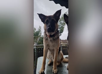 2 liebevolle Schäferhunde suchen ein zu Hause