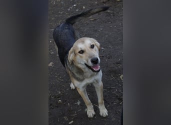 Ciri, geb. ca. 05/2024, lebt in GRIECHENLAND, im städt. Tierheim Serres
