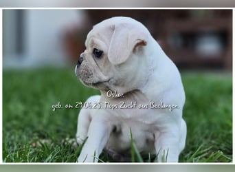 Mops Welpen