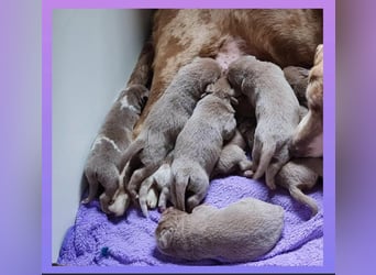 Labrador Aussiedor Welpen aus liebevoller Zucht