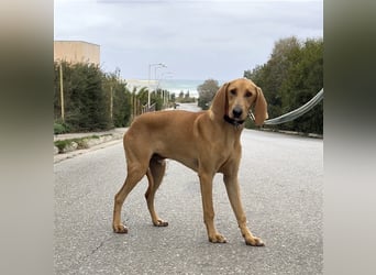 Schenkst du Simba ein Zuhause?