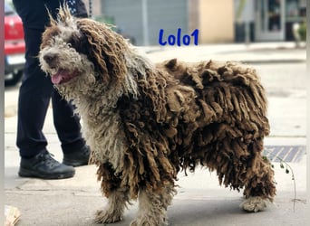 Lolo1 02/2019 (ESP) - freundliche, sozialer und sportlicher Spanischer Wasserhund!