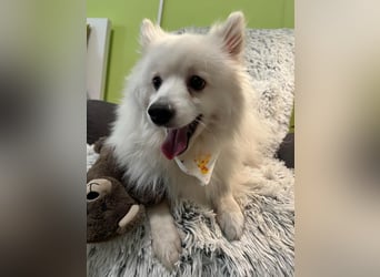 Louie SR – Ein kleiner Spitz mit großem Herz sucht sein Zuhause