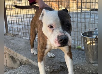 Momo ❤️ loyal, verschmust sucht Zuhause!