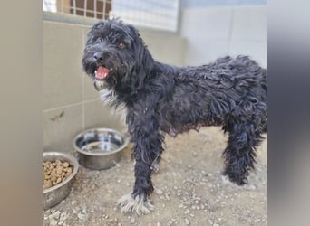 ❤️ AMANDA: süße kleine Zuckerschnecke Nr. 3 - 2 Monate, sp. 35cm - Havaneser-Pudel-Schnauzer