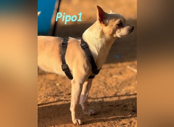 Pipo1 geb. 06/2022 (ESP) - charakterstarker, kleiner Chihuahua!
