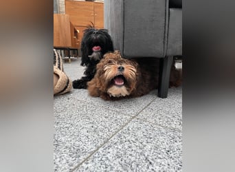 Shih Tzu - Pudelmischlingswelpen abzugeben