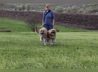 Hübscher Rufus sucht ein Zuhause