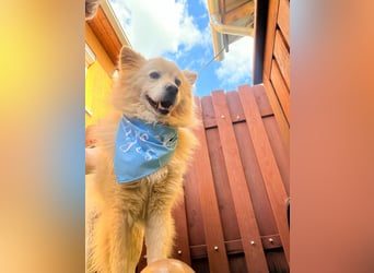 Mishka SR – sanfter Schneebär sucht ruhiges Zuhause