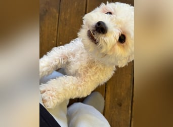 Ttabong - Bichon Frise zum verlieben <3 kleiner Charmeur
