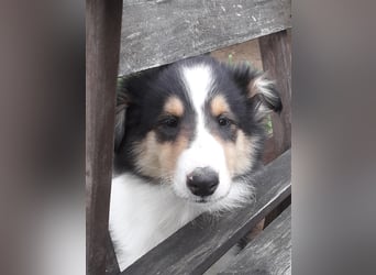 Colliejungs (altschottische Linie), 8 Monate alt suchen liebevolles Fürimmerzuhause