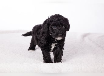 Maltipoo