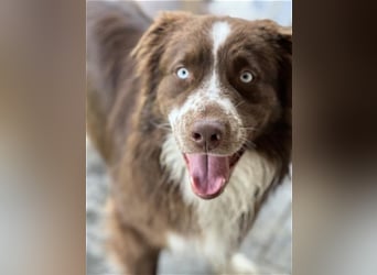 Australian Shepherd Red Bi Deckrüde