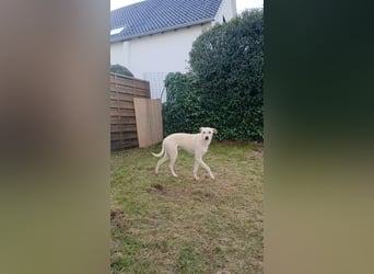 Danes, sehr sozial und freundlich