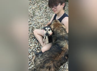 MILO - Zuhause gesucht !