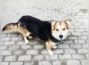 Malik, Dackel/ Schäferhundmischling, geb. 2020, kl. Schäfimix sucht Haus und Hof zum Bewachen