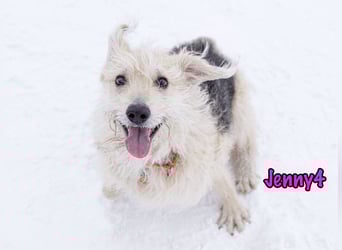 Jenny4 geb. 01/2018 - bezaubernde und super liebe, kleine Wuschelhündin!