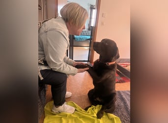 Therapie Hund Eignung 14 Monate Labrador Rüde Mega lieb