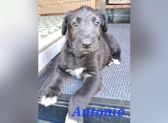Irish Wolfhound Welpen