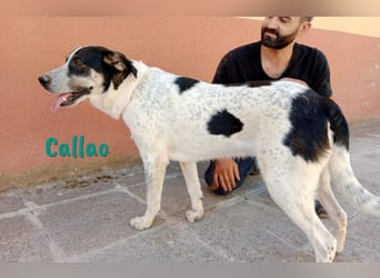 Callao 01/2022 (ESP) - super sympathischer, geselliger, verträglicher und verspielter junger Rüde!