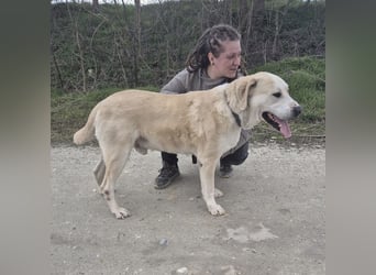 Thor ein Prachtexemplar
